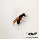 Camponotus barbaricus 