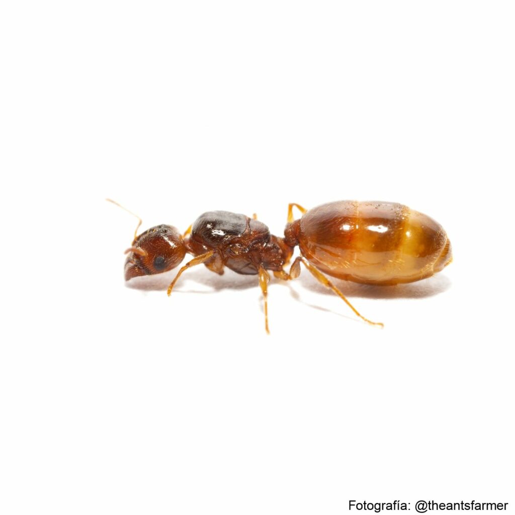 PHEIDOLE PALLIDULA