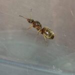 lasius niger