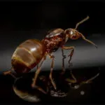 Lasius flavus