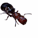 reina de colobopsis truncata