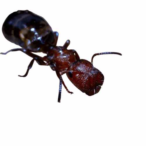 reina de colobopsis truncata