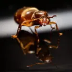 Lasius myops