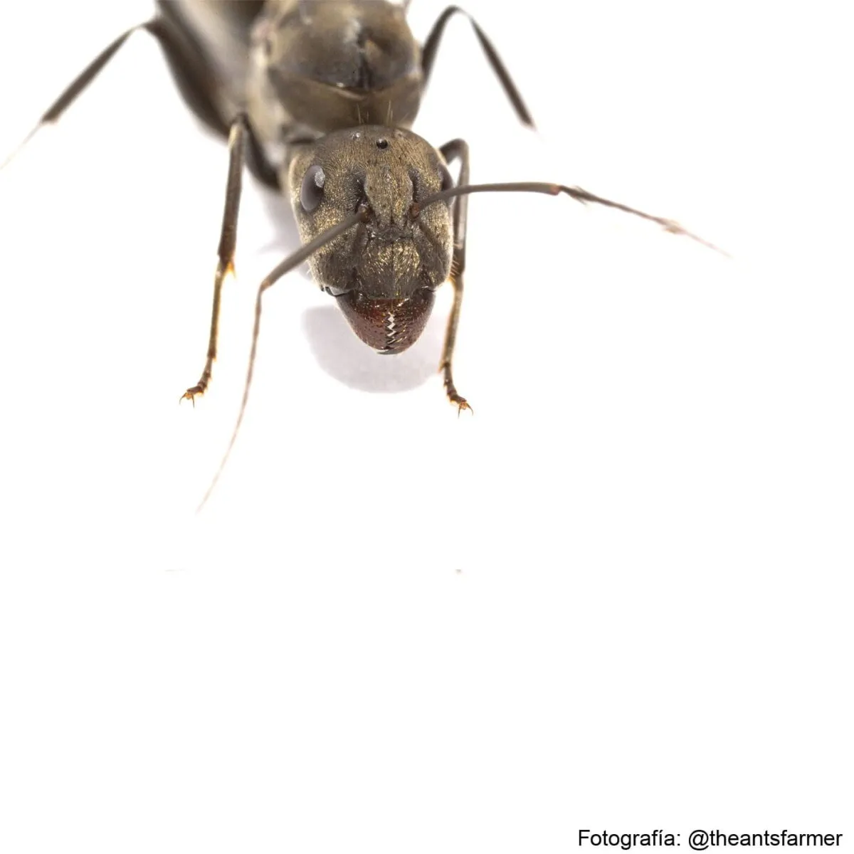 Camponotus parius - Imagem 2