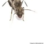 Camponotus parius - Imagem 2