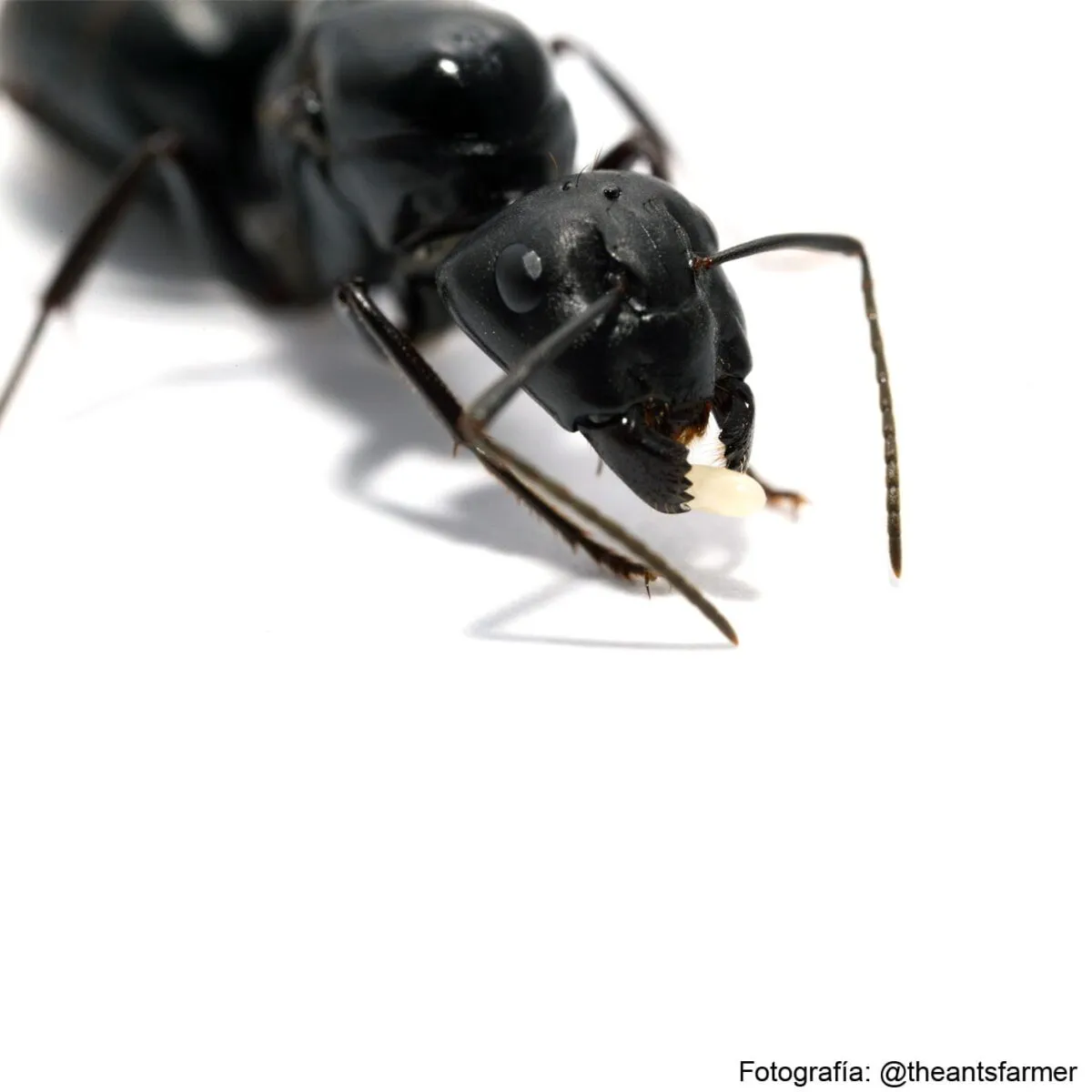 Camponotus japonicus – Image 2