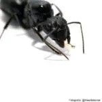 Camponotus japonicus – Image 2