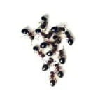 Meranoplus Bicolor - Imagen 3