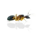 Camponotus pseudoirritans