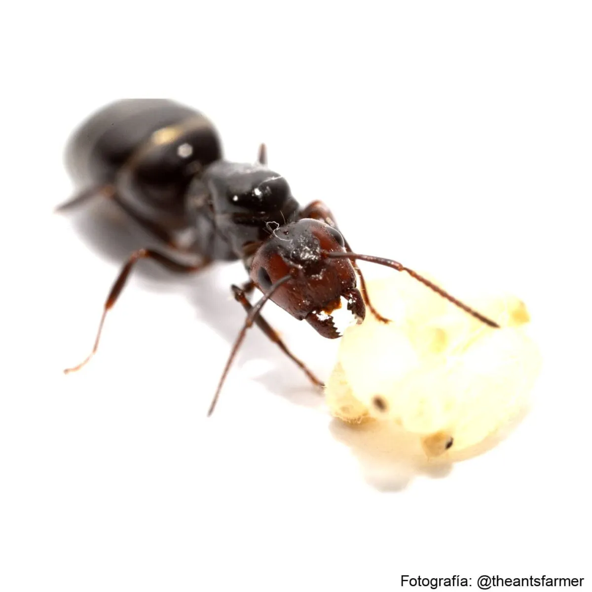 Camponotus lateralis - Imagen 2