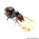 Camponotus lateralis - Imagen 2