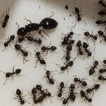 Crematogaster auberti