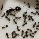 Crematogaster auberti