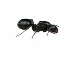 Messor minor hesperius Reine