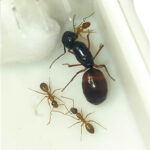 Camponotus americanus