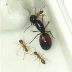 Camponotus americanus
