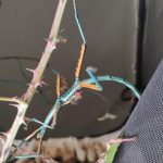 Achrioptera manga (fallax)