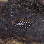 Armadillidium klugii