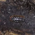 Armadillidium klugii