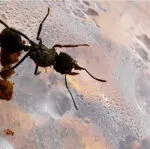 Acromyrmex octospinosus 80 - 100 obreras (cortadoras de hojas) - Imagen 3