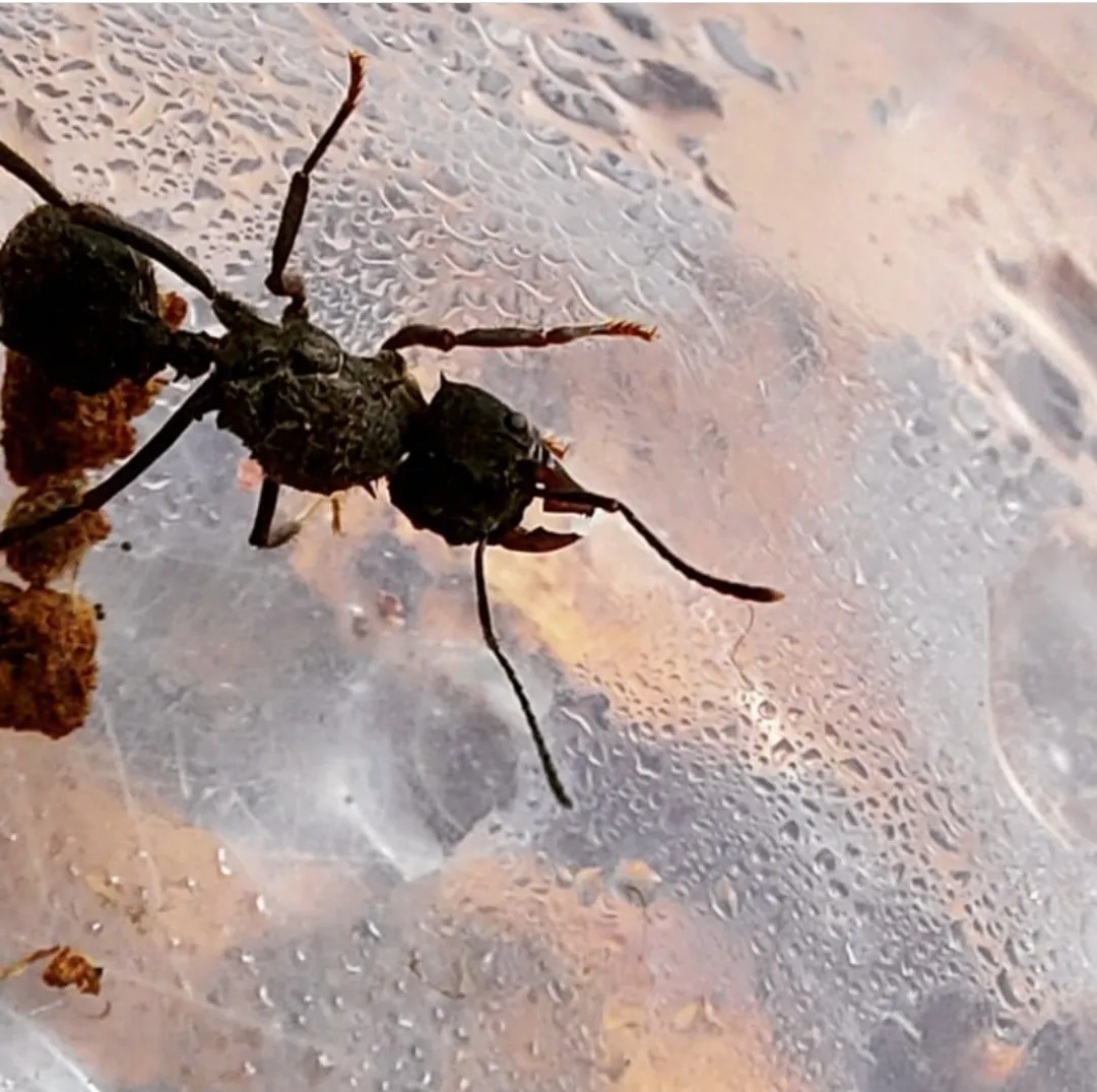 Acromyrmex octospinosus 80 - 100 obreras (cortadoras de hojas) - Imagen 3