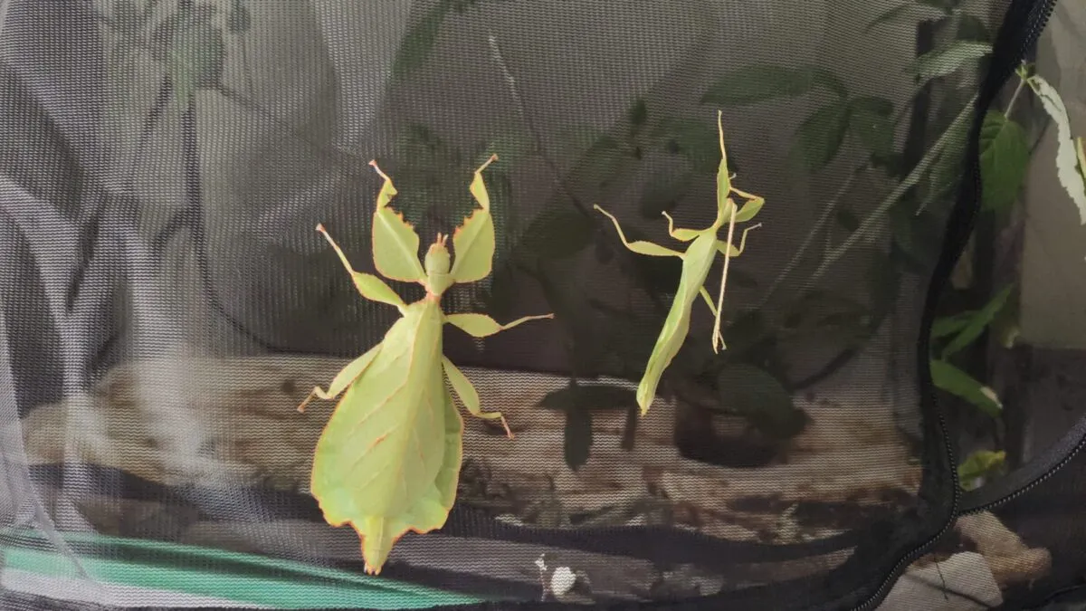 Phyllium celebicum - immagine 3
