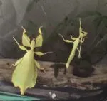 Phyllium celebicum - immagine 2