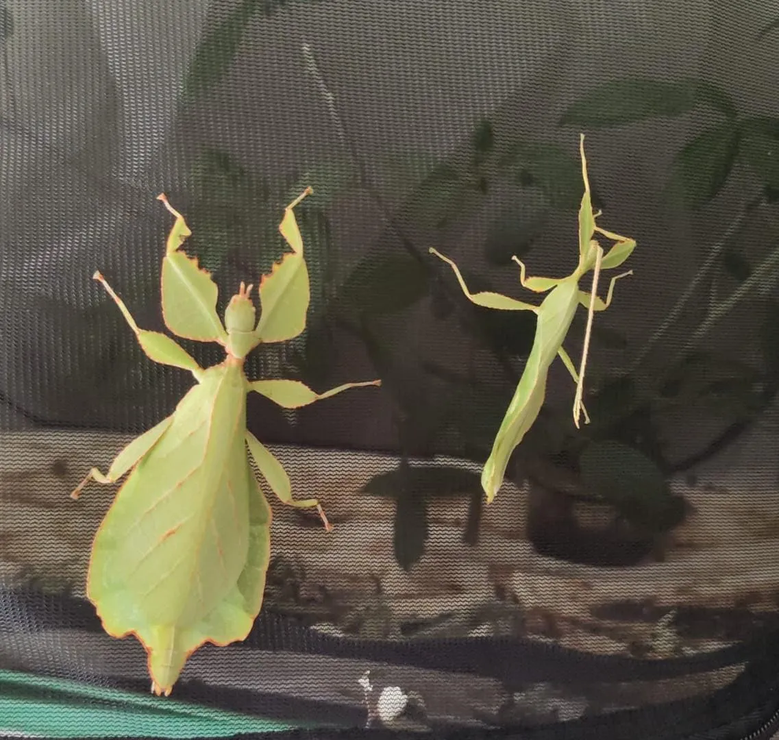 Phyllium celebicum - immagine 2