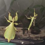 Phyllium celebicum es una especie de fásmido