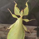 Phyllium celebicum es una especie de fásmido