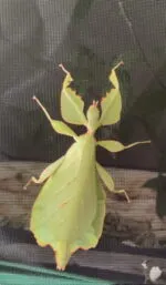Phyllium celebicum es una especie de fásmido