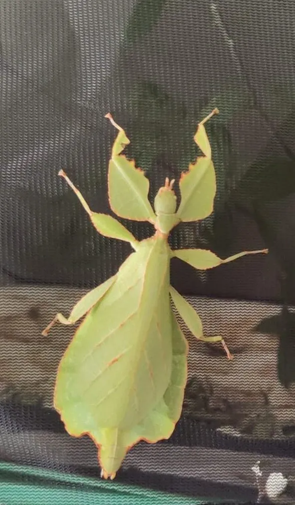 Phyllium celebicum es una especie de fásmido