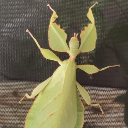 Phyllium celebicum es una especie de fásmido
