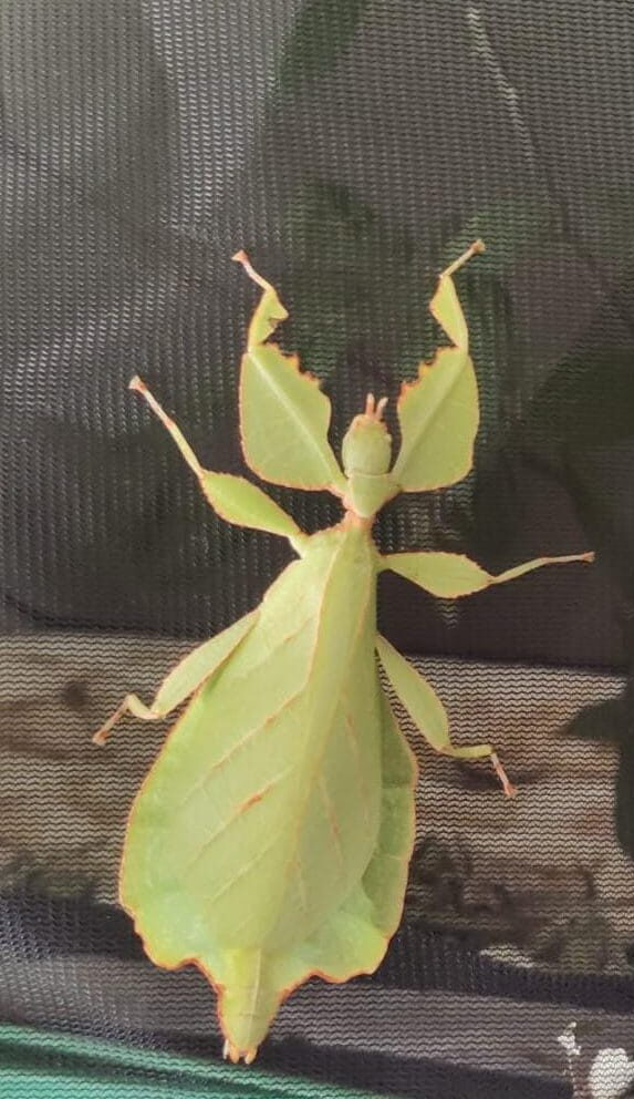 Phyllium celebicum es una especie de fásmido