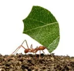 Acromyrmex octospinosus 80 - 100 obreras (cortadoras de hojas)