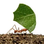 Acromyrmex octospinosus 80 - 100 obreras (cortadoras de hojas)