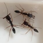 Odontomachus monticola