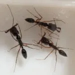 Odontomachus monticola
