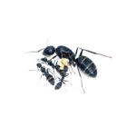 Camponotus vagus