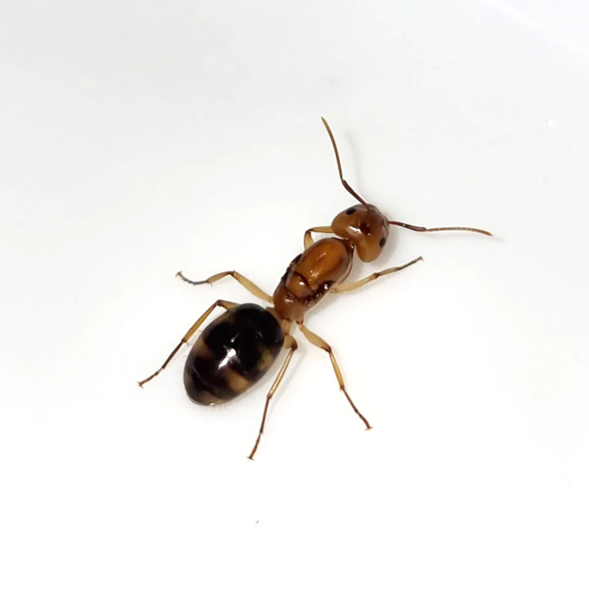 Camponotus maculatus subnudus – Bild 2