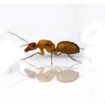 camponotus turkestanus