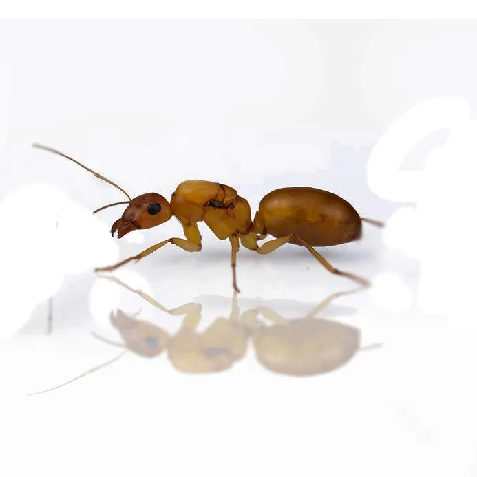 camponotus turkestanus