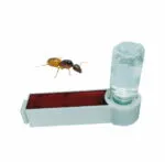AntderTube + Camponotus fedtschenkoi (Königin)
