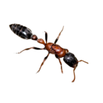 tetraponera rufonigra