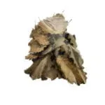 Hojas de roble