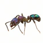 Rhytidoponera metallica (Reina)