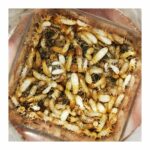 Termitas (Reticulitermes grassei)