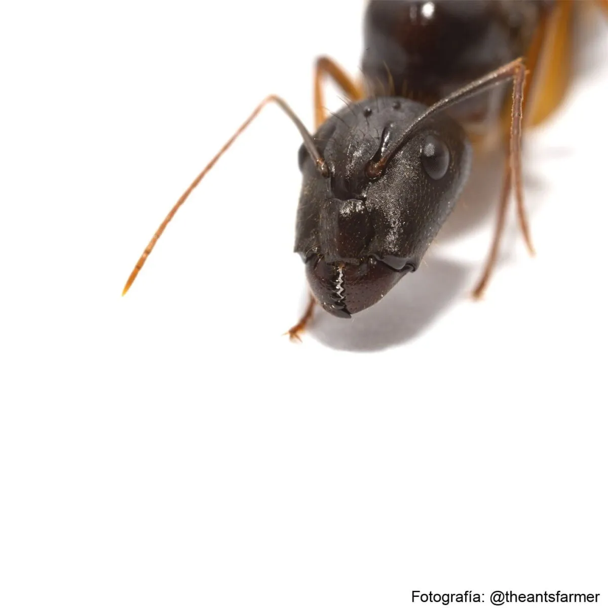 Camponotus mitis - obrazek 2