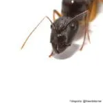 Camponotus mitis - obrazek 2