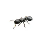 Cataulacus granulatus